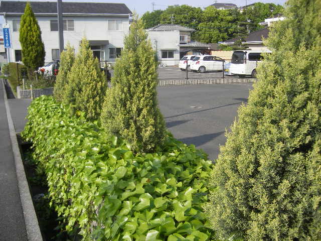 shiohama-plant-a-tree.jpg